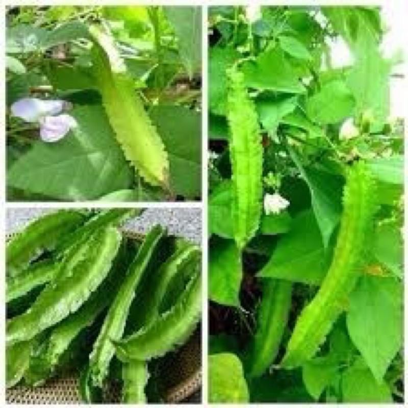 Hạt giống đậu rồng -10gr