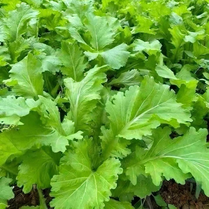 Hạt giống cải Mèo Tây Bắc giống to khỏe VTP203