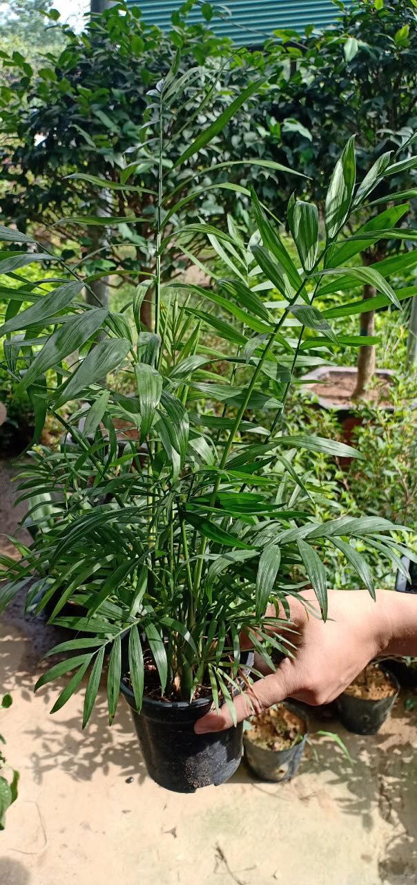 Cây cau tiểu trâm, cau tiểu châm, thanh lọc không khí trang trí nhà cửa