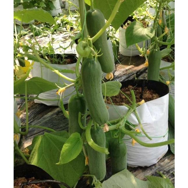 Hạt giống dưa chuột baby chùm KNS3336 - Gói 10 hạt