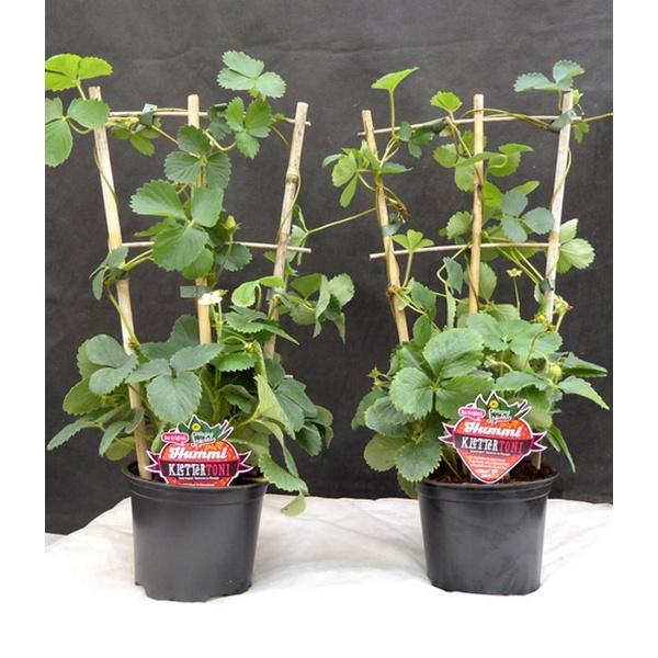 Hạt giống dâu tây đỏ leo giàn KNS3435 - Gói 50 hạt