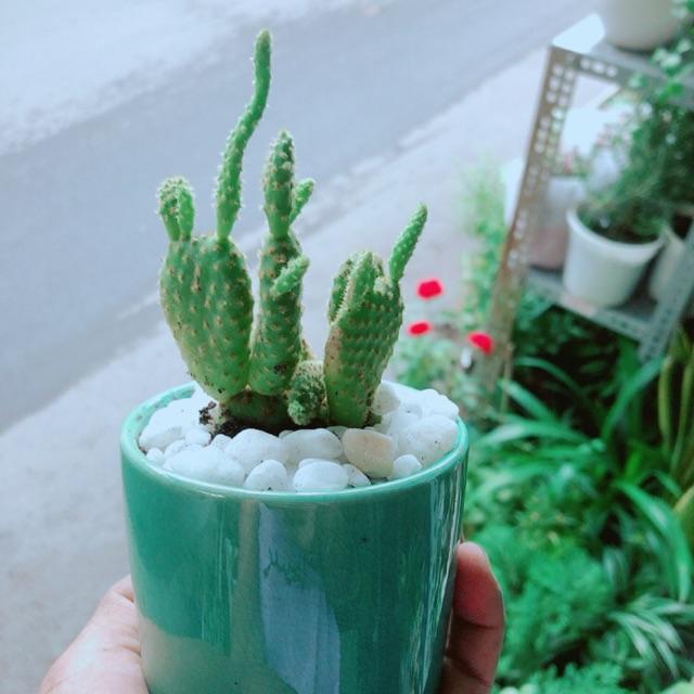Chậu Xương Rồng Tai Thỏ