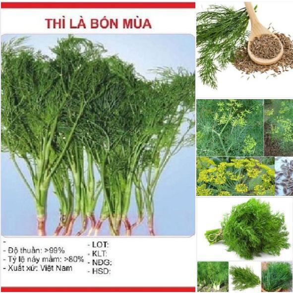 Hạt giống thì là dể trồng f1-gói 20 gram-tặng kèm gói phân bón lót