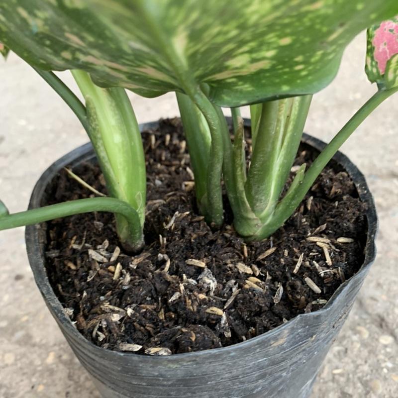 Cây vạn lộc để bàn bán kính 25cm, cây cảnh phong thủy trang trí nội thất, mang đến tài lộc, may mắn