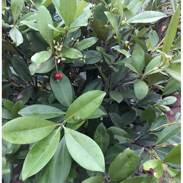 Cây Cherry Brazil Cao 40-50cm