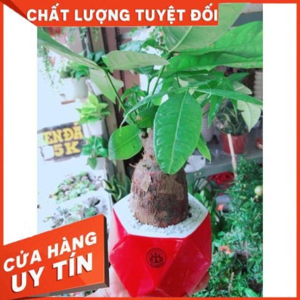 Chậu kim ngân chân voi kèm dĩa lót