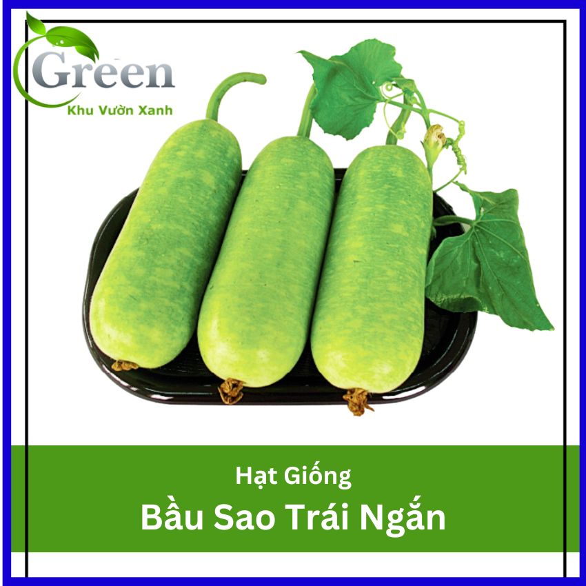 Hạt Giống Bầu Sao Trái Ngắn Lai F1