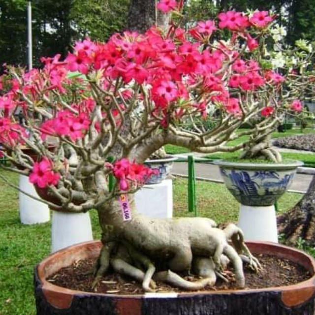 Sứ thái cây giông mix mau