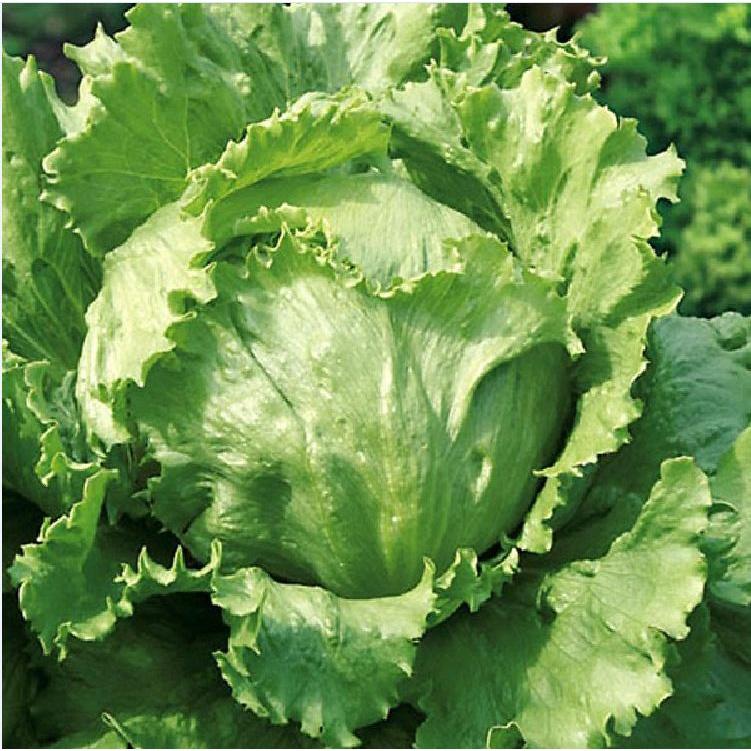 Hạt giống rau xà lách cuộn trắng dễ trồng-gói 0.2 gram/tặng kèm gói phân bón lót