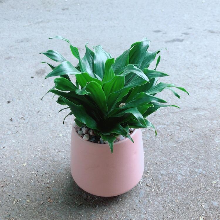 Chậu Cây Phát Tài Lá