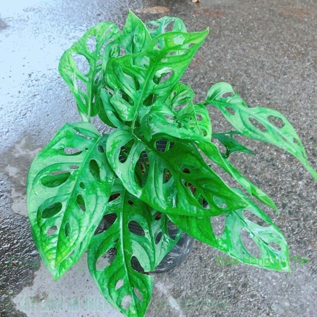 Trầu Bà Lỗ