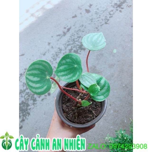 Cây Lá Dưa Hấu