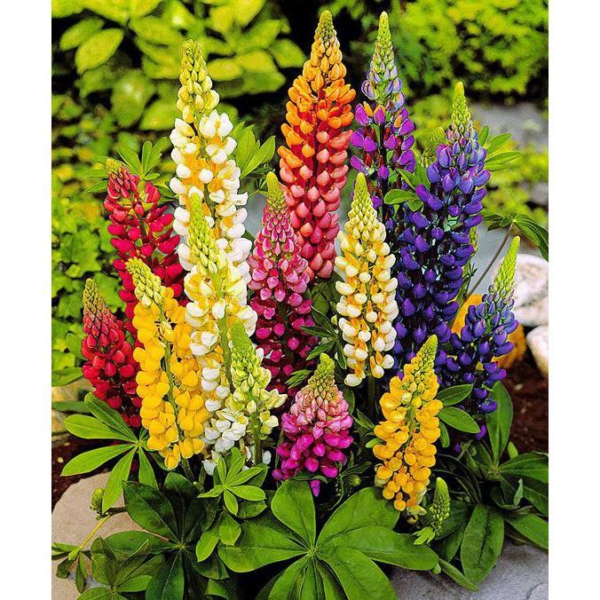 Hạt giống hoa ĐẬU LUPIN nhiều màu dễ trồng