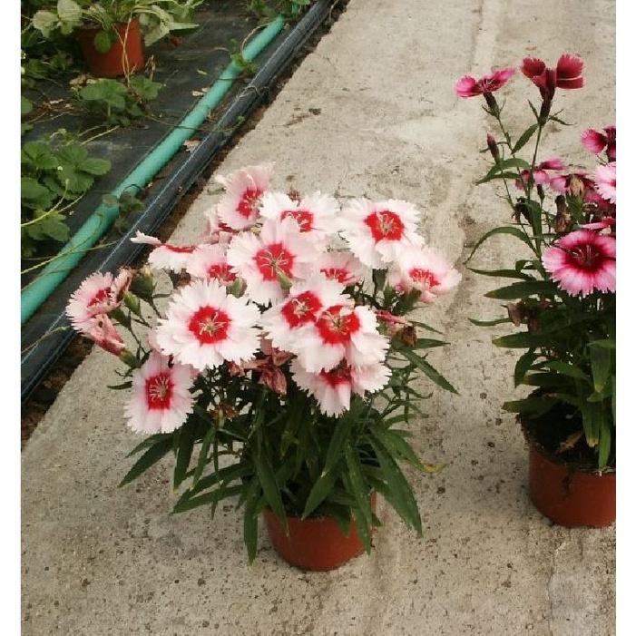 Hạt giống hoa cẩm chướng đơn nhiều màu CT413 - Gói 50 hạt
