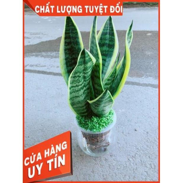 Chậu Lưỡi Hổ Thuỷ Sinh