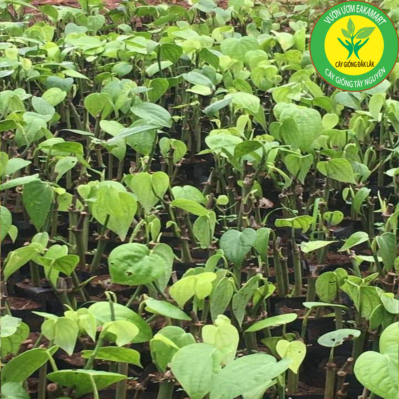 Giống tiêu Srilanka giống hồ tiêu năng suất cao nhất