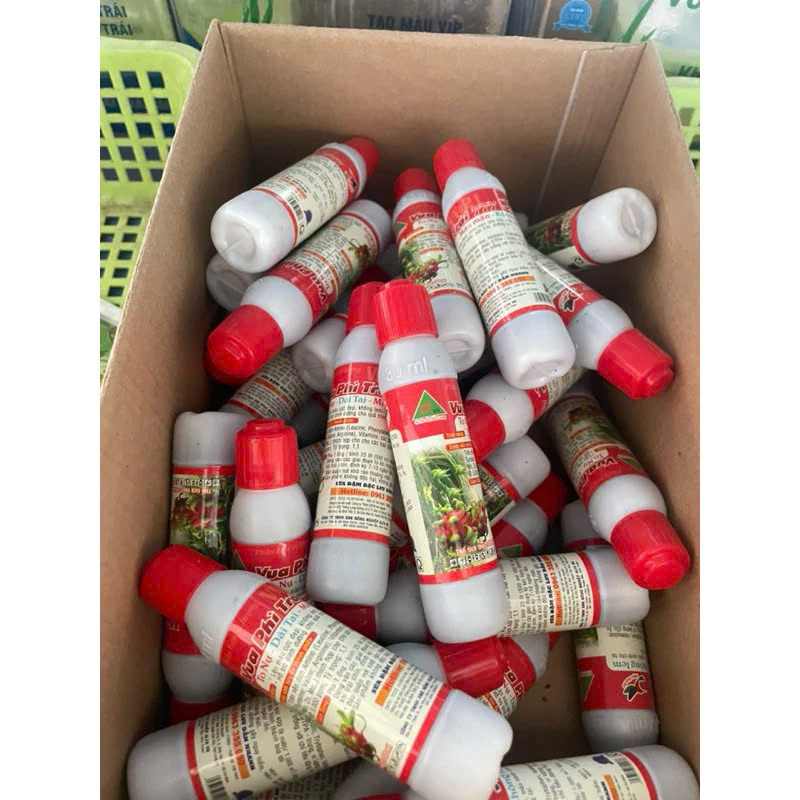 Vua phì trái, to nụ, dài tai, màu mận đẹp trái Thanh Long - Phân bón chuyên Thanh Long