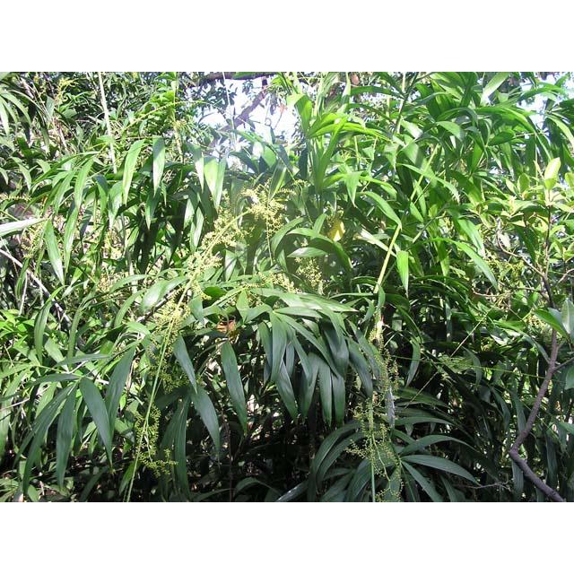 Cây giống Mây nếp, cây mây nếp giống