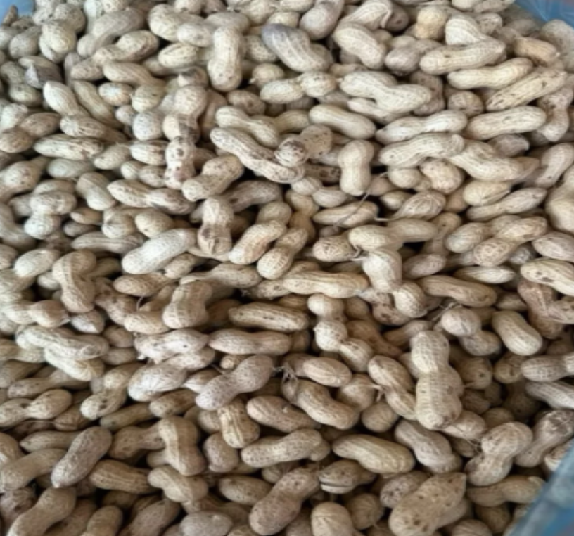 HẠT ĐẬU PHỘNG (LẠC) KHÔ,SẠCH DÙNG CHO CÁC DÒNG VẸT SIZE TO ĂN, RẤT BỔ DƯỠNG