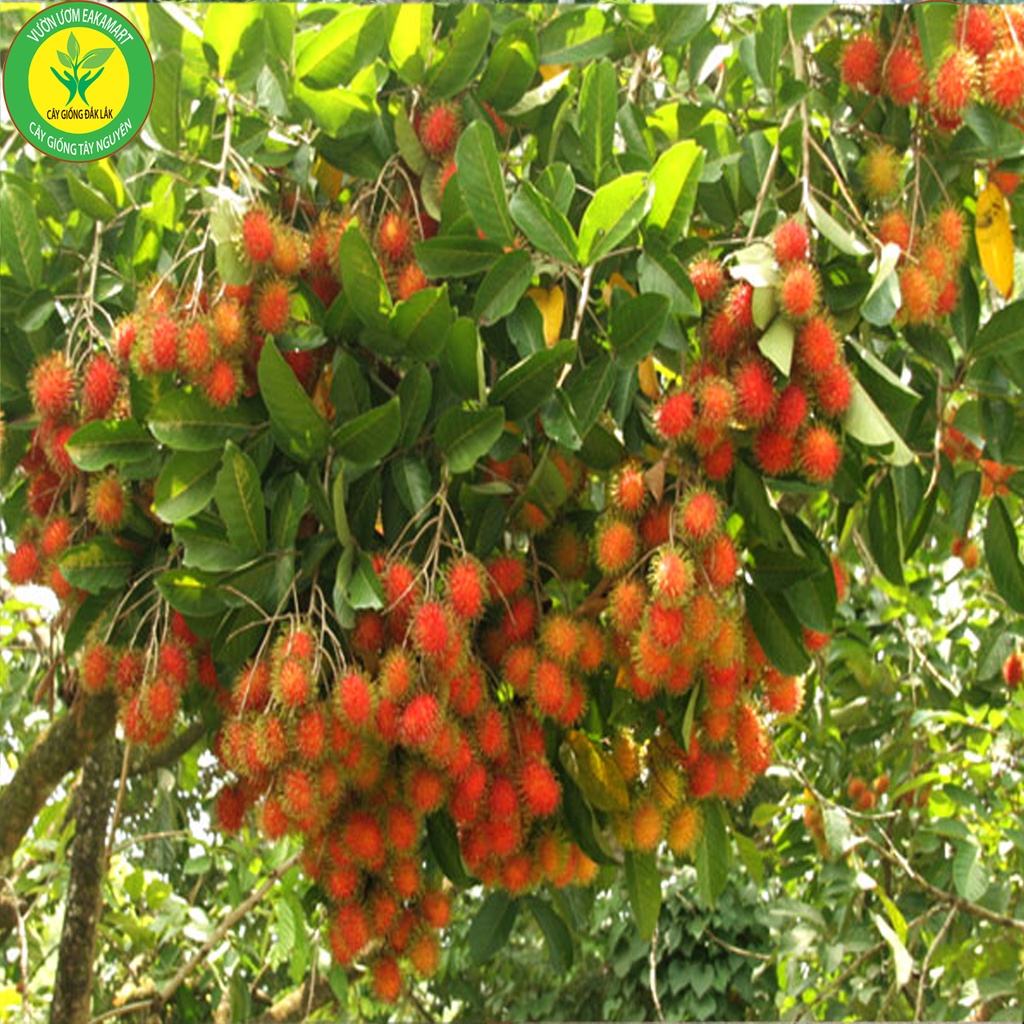 Cây Giống Chôm Chôm Thái Ra TRái Siêu Sơm