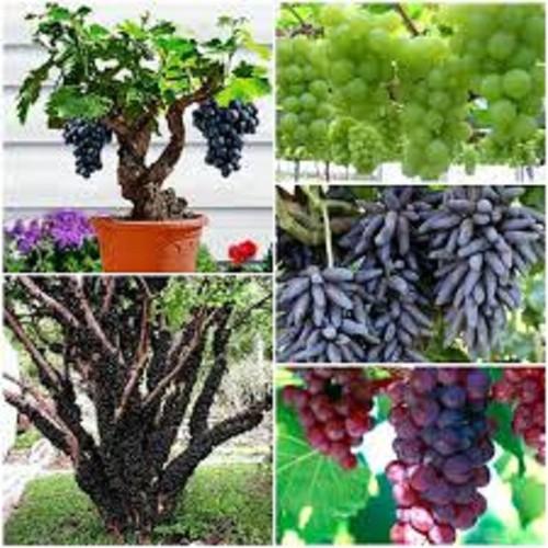CÂY GIỐNG NHO TỨ QUÝ BRAZIL NHẬP KHẨU - CGNTQ