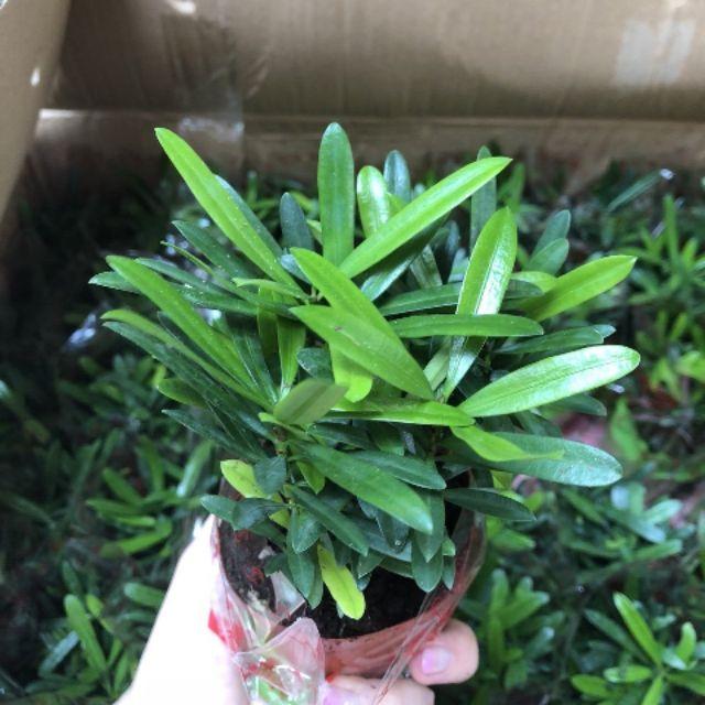 Tùng Vạn Niên Mini Chậu Nhựa - Cây Phong Thuỷ