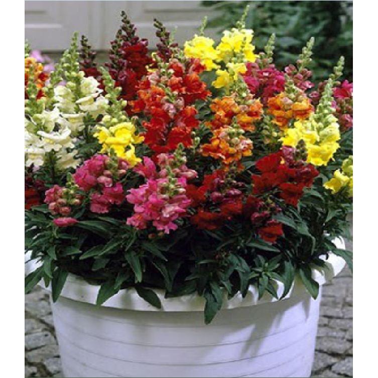 Hạt giống hoa mõm sói MIX Màu - 100hạt/gói