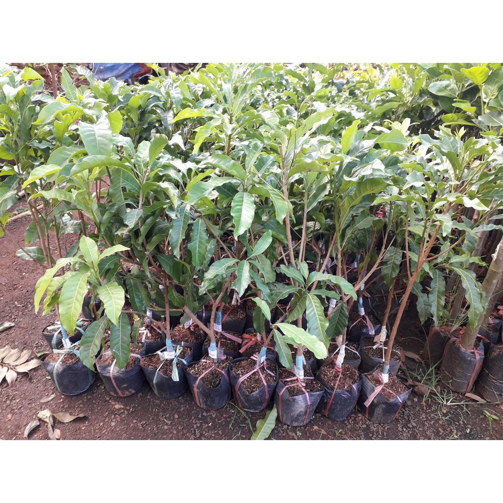CÂY GIỐNG VÚ SỮA HOÀNG KIM ghép cho trái sớm. ()