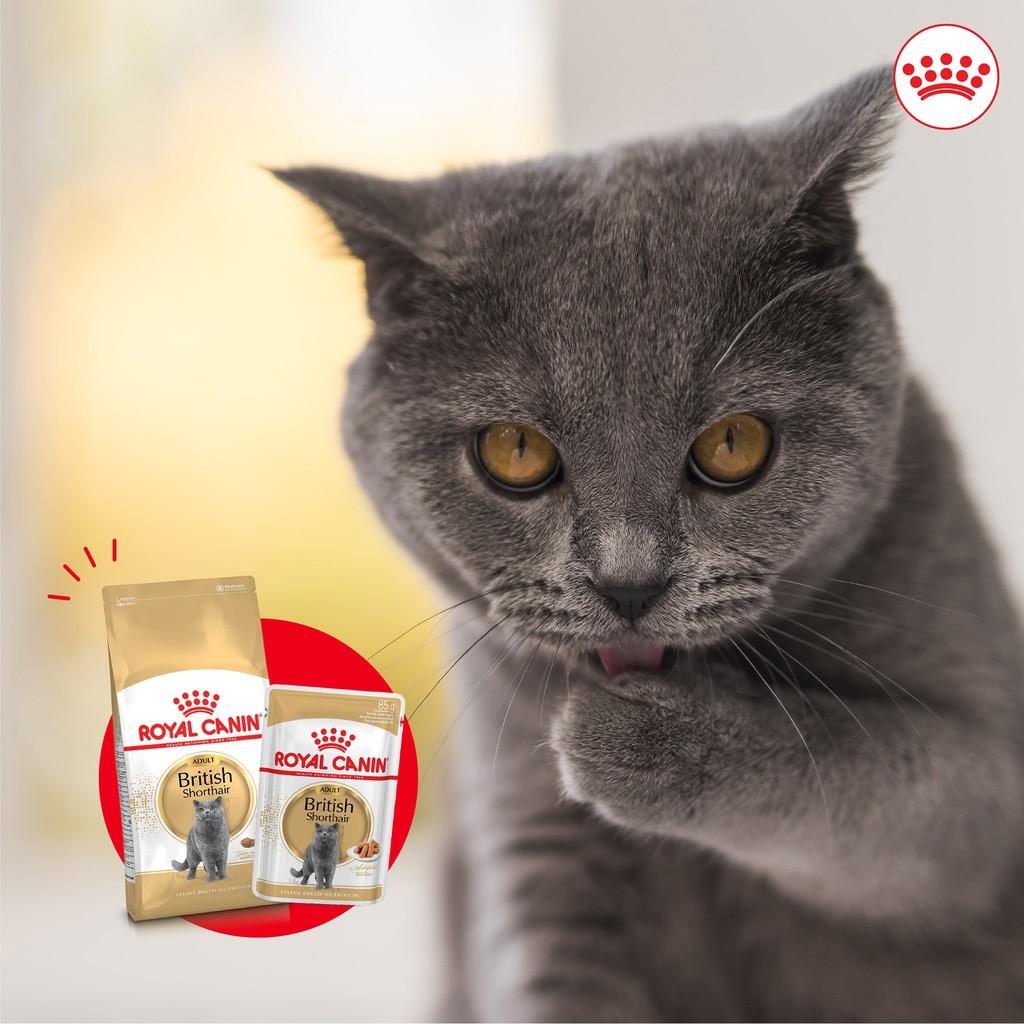 Pate súp dành riêng cho mèo anh lông ngắn royal canin