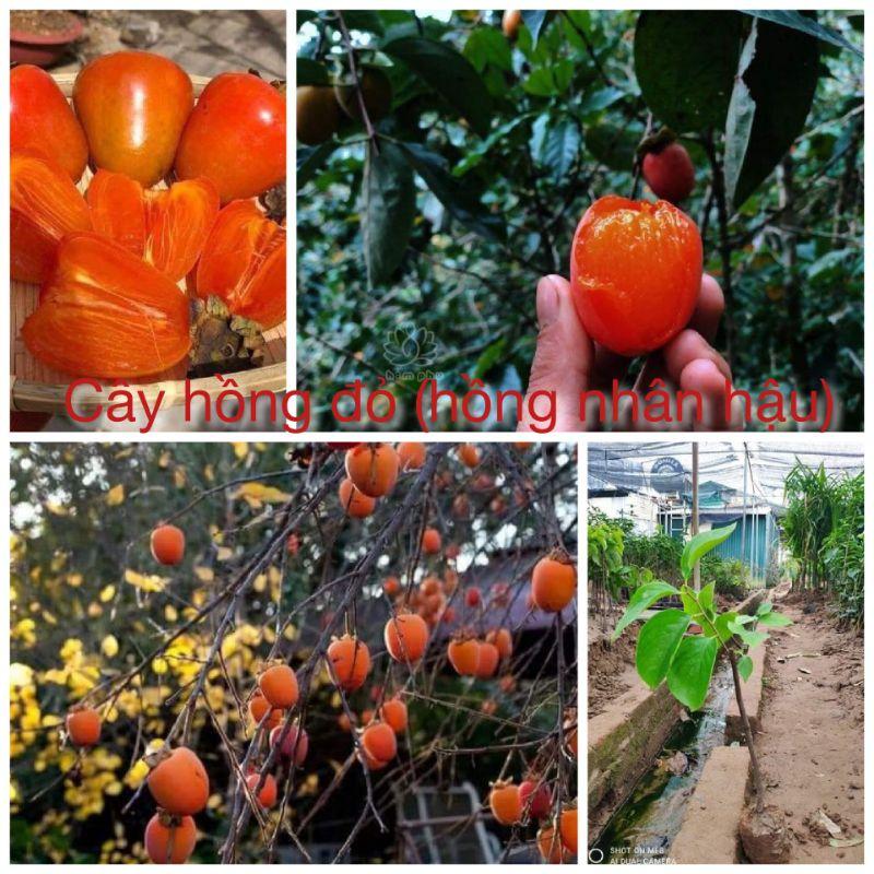 Cây giống hồng đỏ