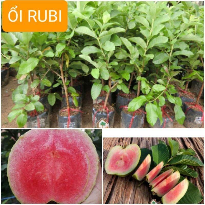 CÂY GIỐNG ỔI RUBI LÕI ĐỎ KHÔNG HẠT