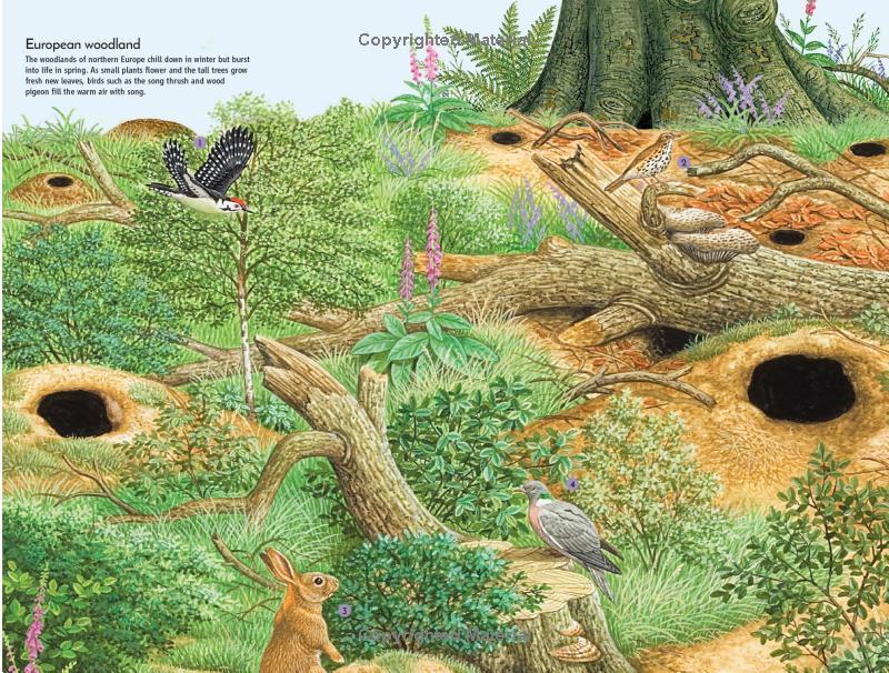 Sách ngoại văn: Life Underground - Tunnel Into A World Of Wildlife