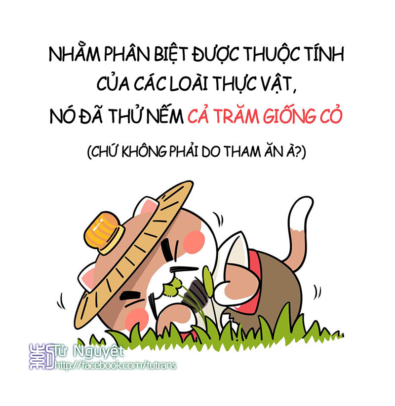 nếu lịch sử là một bầy mèo chapter 1 17