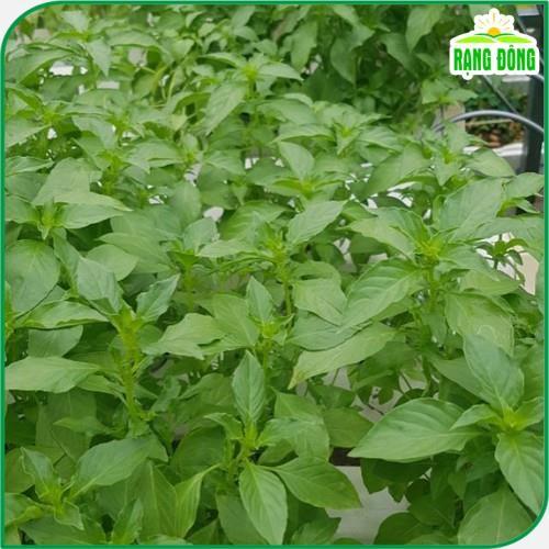 Hạt giống Rau Thơm Sả Sinh Trưởng Mạnh, Trồng Quanh Năm - Hạt Giống Rạng Đông