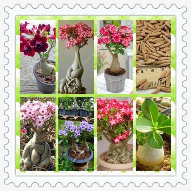 HẠT GIỐNG SỨ THÁI KÉP