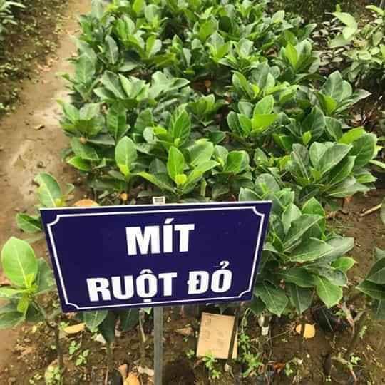 CÂY GIỐNG MÍT SƠ ĐỎ RUỘT ĐỎ MALAY
