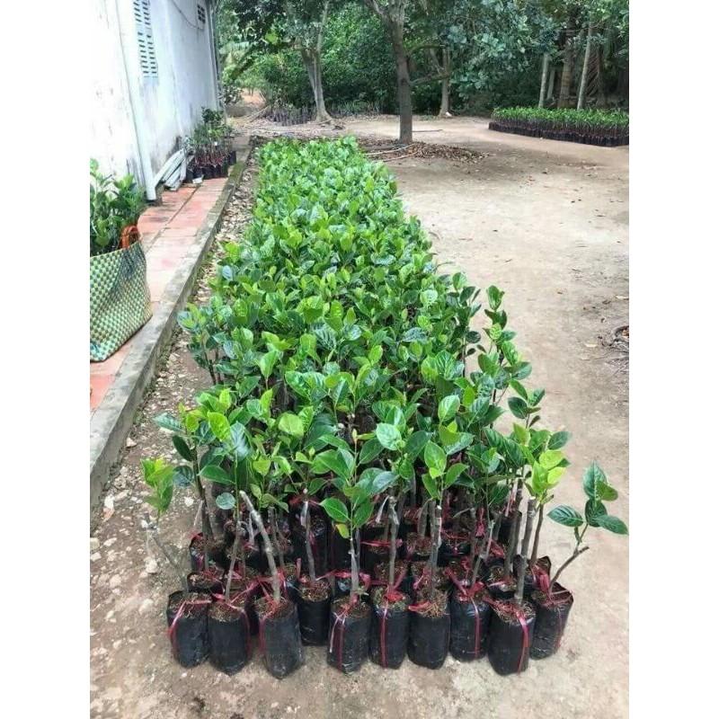 Mít Giống các loại