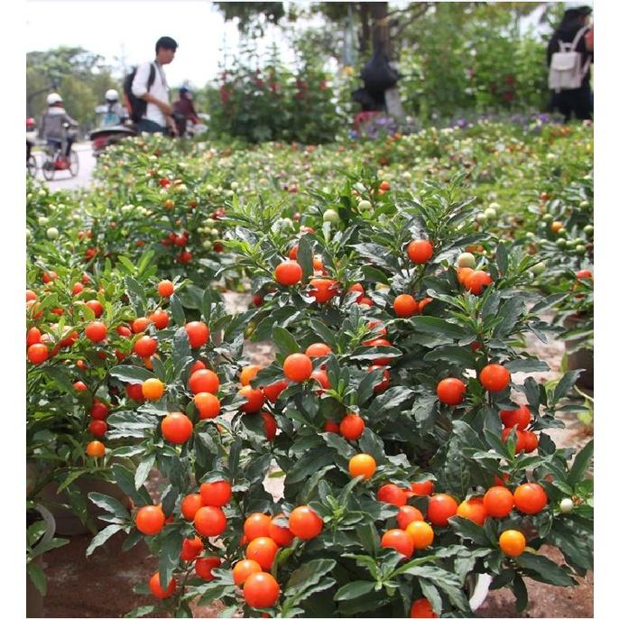 Hạt giống Ớt kiểng tròn-gói 30 hạt/tặng kèm gói phân bón lót