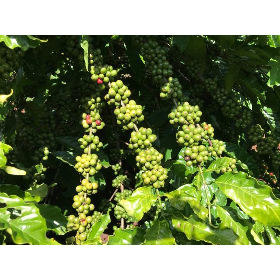 200 gram Hạt giống Cà Phê Vối cao sản TR4