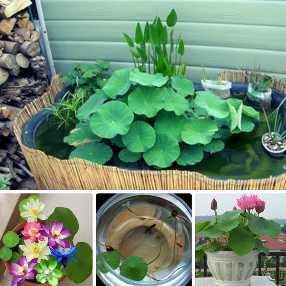 Combo 10 Hạt Giống Hoa Sen Nhật Mini Mix Nhiều Màu - RH009