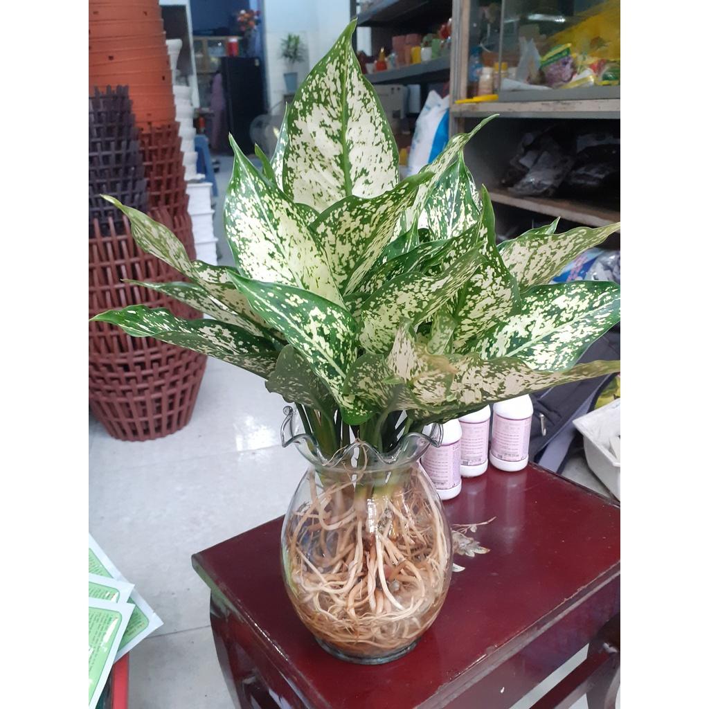 Chậu thủy tinh đủ kích cỡ, đồng giá 78k/chậu.