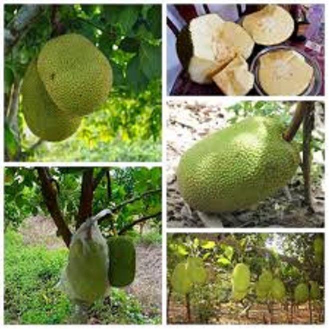 CÂY GIỐNG MÍT KHÔNG HẠT SIÊU NGỌT
