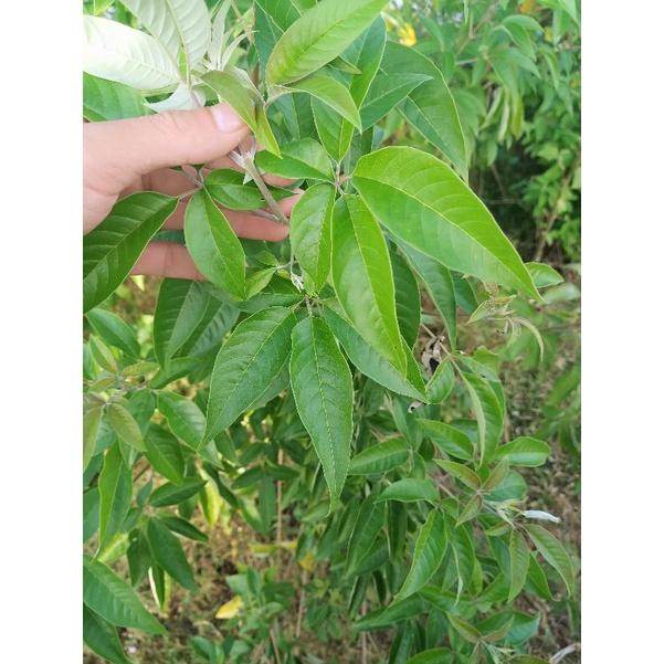 Lá đu đủ đực sấy khô 01kg nguyên chất