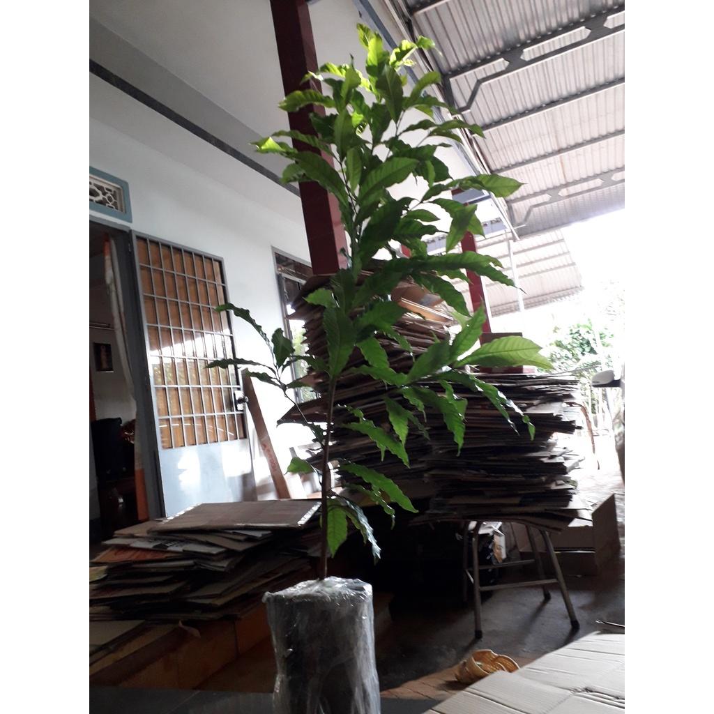 CÂY GIỐNG VÚ SỮA HOÀNG KIM trưởng thành LÁ XUM XUÊ NHIỀU NHÁNH bầu to khổng lồ .