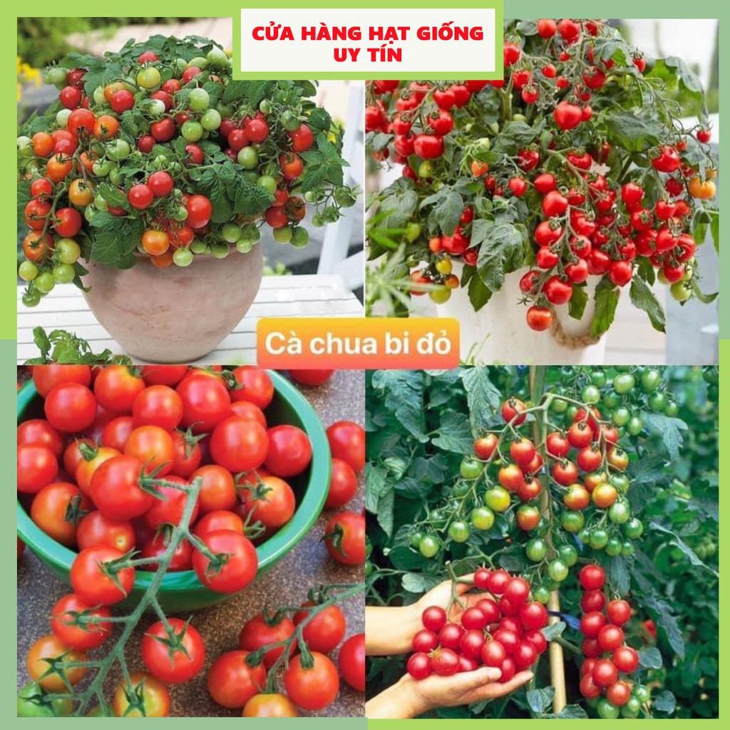 Gói 150 hạt giống cà chua bi đỏ F1 Loại Siêu Dễ Trồng & Dễ Thu Hoạch năng suất cao Cửa Hàng Hạt Giống Uy Tín