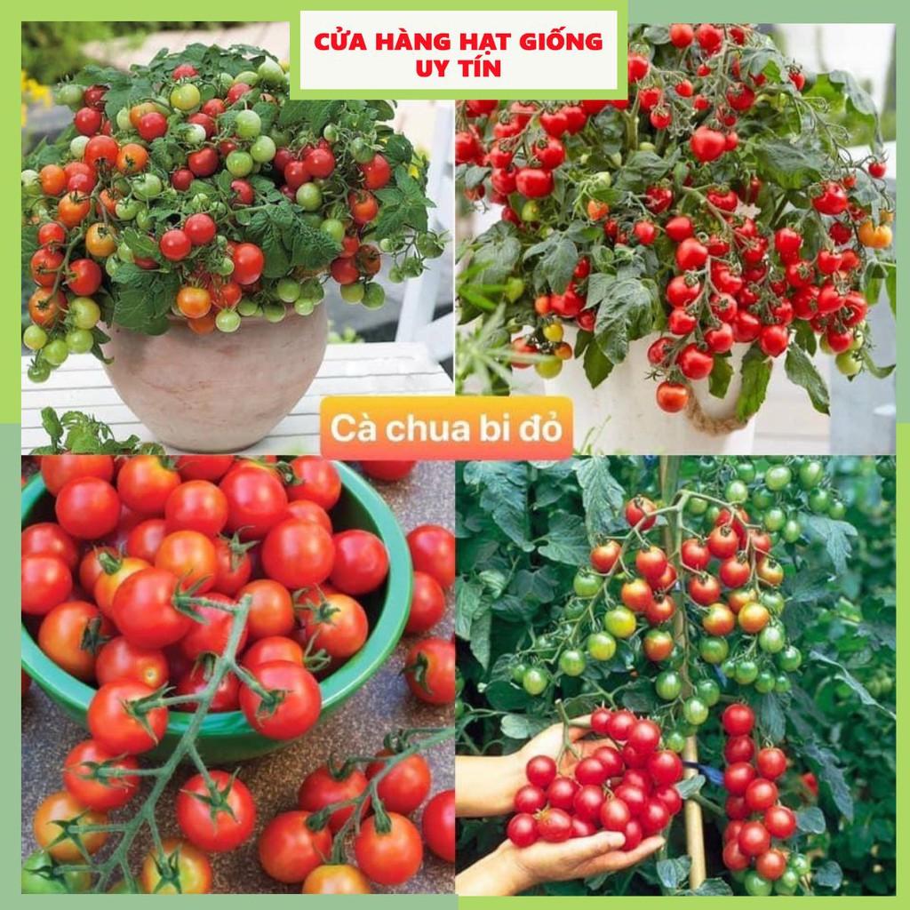 Gói 150 hạt giống cà chua bi đỏ F1 Loại Siêu Dễ Trồng &amp; Dễ Thu Hoạch năng suất cao Cửa Hàng Hạt Giống Uy Tín