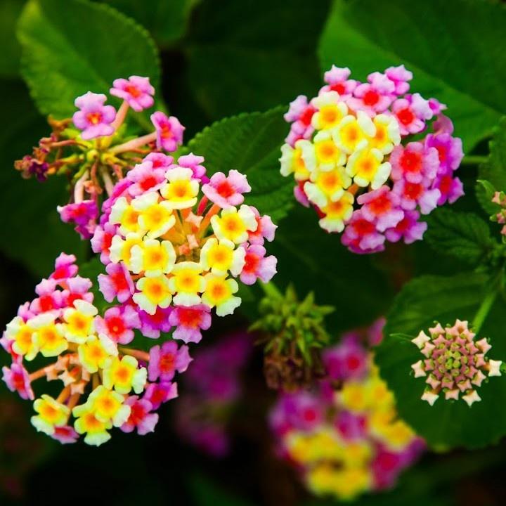 Cây giống hoa ngũ sắc nhiêu màu - cây giống hoa trâm ổi