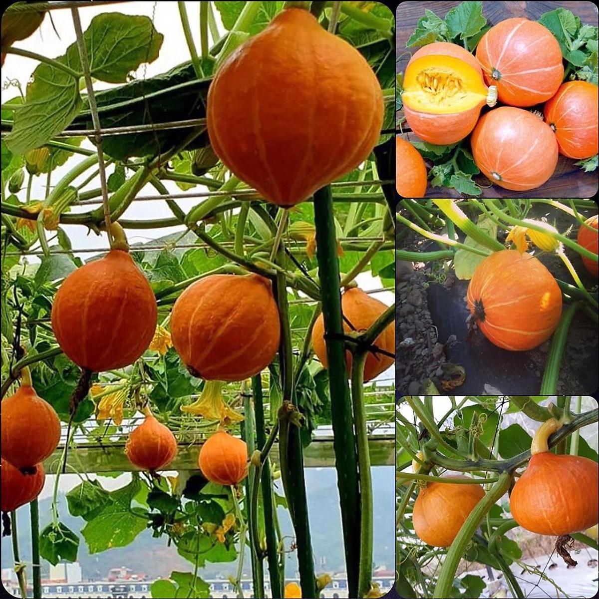 Hạt Giống Bí Ngô Mặt Trời Lai F1 Thái Lan