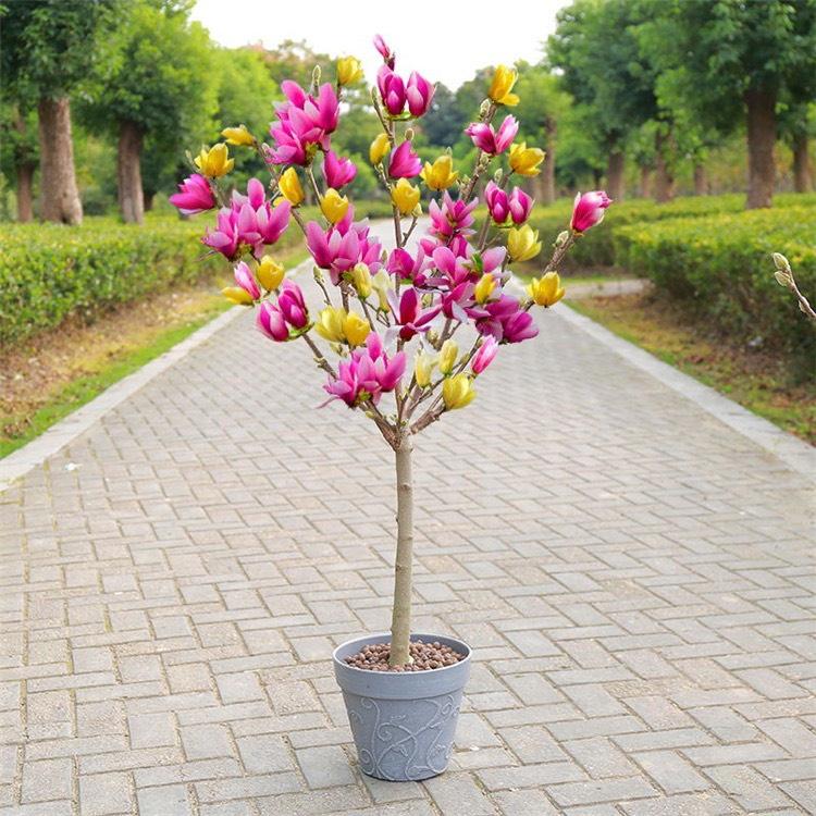 Cây sen đất , loại cây trồng mang nhiều ý nghĩa phong thủy, dễ trồng