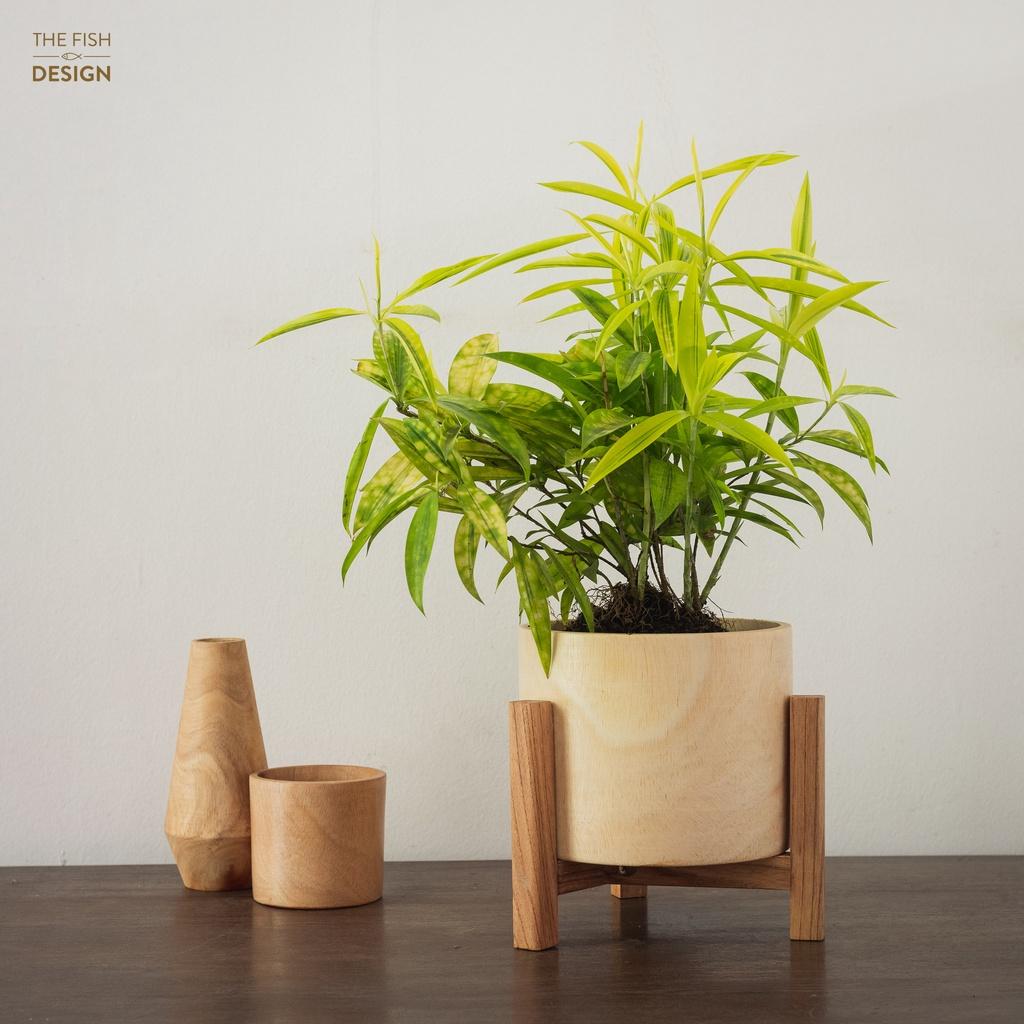 Chậu cây trúc nhật | THE FISH DESIGN size LS